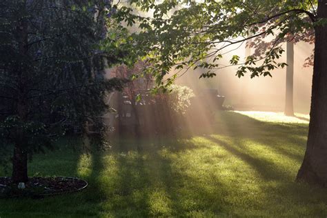 Wallpaper Nature Water Tree Morning Grass Leaf Sunlight