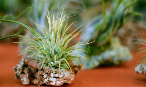 How to Plant, Grow, and Care for Tillandsia Ionantha