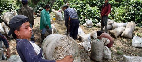 Producción De Café En Abril Cayó Un 25 Por Ciento Zona Cero