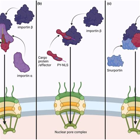 Transport Of Nuclear Effectors In The Host Nucleus Import Pathways For