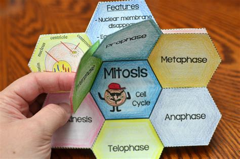 Mitosis Foldable Mitosis Mitosis Foldable Biology Projects