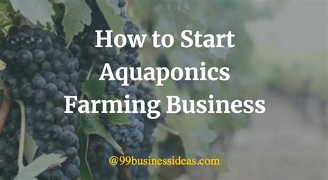 How To Start Aquaponics Farming Business In 12 Easy Steps