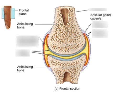 Typical Synovial Joint Diagram Quizlet