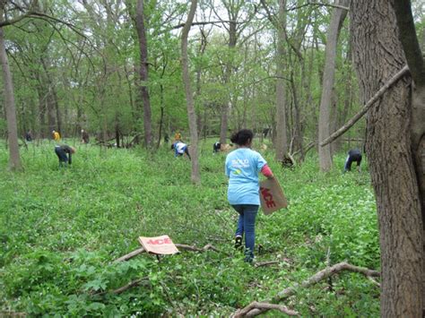 Volunteers Plant Rain Gardens In Highland Park Highland Park Il Patch