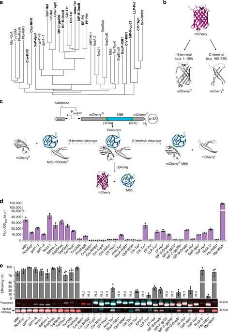 An Expanded Library Of Orthogonal Split Inteins Enables Modular Multi