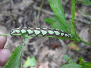 15 Types of Blue Caterpillars (Pictures And Identification)