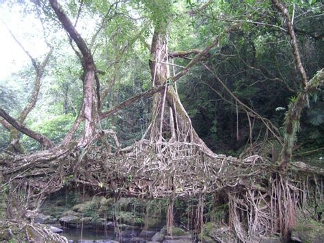 Behold the Bridges in India Made of Living Tree Roots - ReportWire