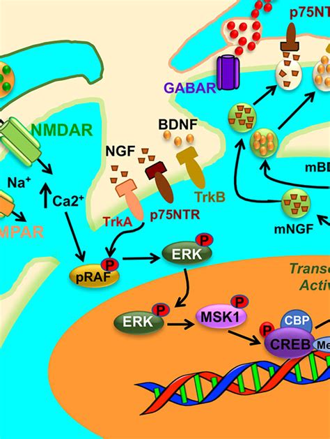 Selective Activation Of Striatal Ngf Trka P Ntr Mapk Intracellular