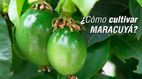 El cultivo de MARACUYÁ Parchita Chinola YouTube