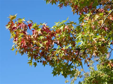 【葛飾区】一足先に紅葉が見られる！水元公園の「モミジバフウ」並木がだんだん赤くなってきました（asa24） エキスパート Yahooニュース