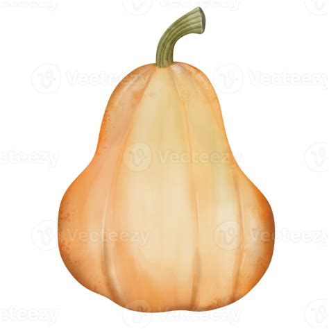 Butternut Squash Watercolor Hand Drawn Illustration 29759946 Png