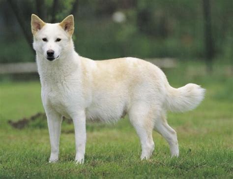 Canaan Dog White