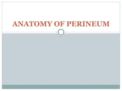 perineum  perineal pouches pptx