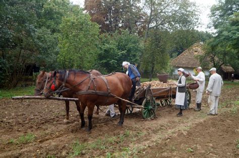 Wykopki Kartoflane W Muzeum Wsi Lubelskiej By Y Te Pieczone W Ognisku