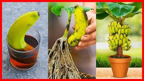 How To Grow Banana Tree From Banana New Gardening Method Grow