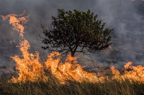 Los Incendios Forestales Han Disparado Un 60 Las Emisiones Mundiales De Co2 En 2 Décadas