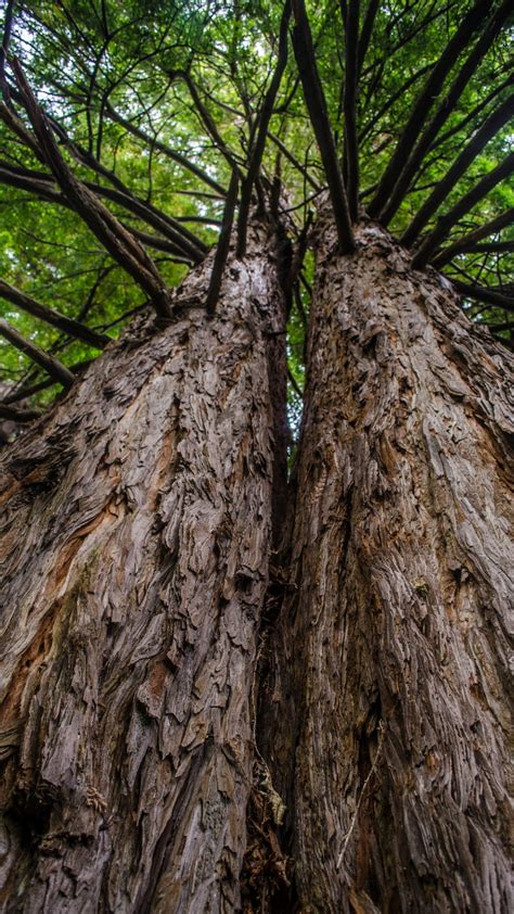 Images Gratuites Paysage Arbre La Nature Branche Plante Texture