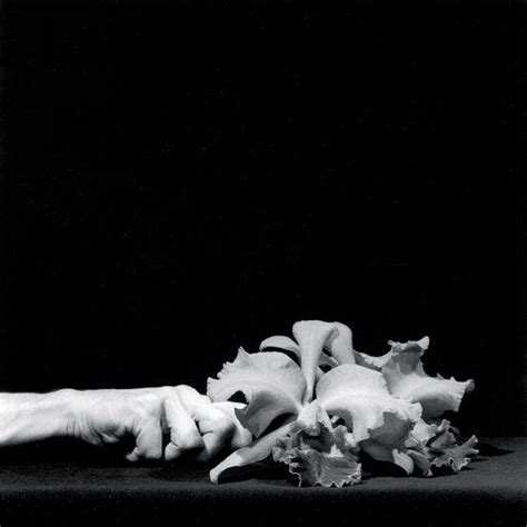 The Phaidon Folio Herbert Muschamp On Why Mapplethorpe S Flowers Matter Artspac Robert