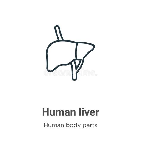 Liver Outline Vector Icon Thin Line Black Liver Icon Flat Vector