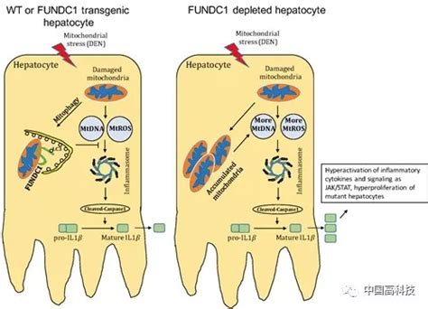 前沿科技 中科院科学家研究发现线粒体自噬调控肝癌发生的新机制炎症