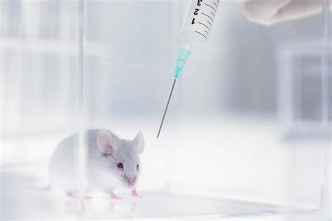 Brain's Stem Cells Slow Aging in Mice | Scientific American