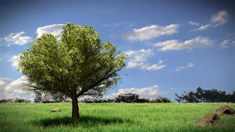 tree scene  nbc  deviantart