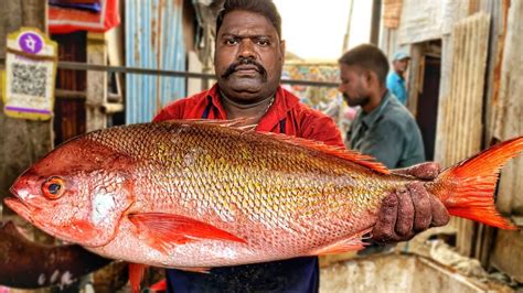 Kasimedu Speed Selvam Big Size Red Snapper Fish Cutting Video K