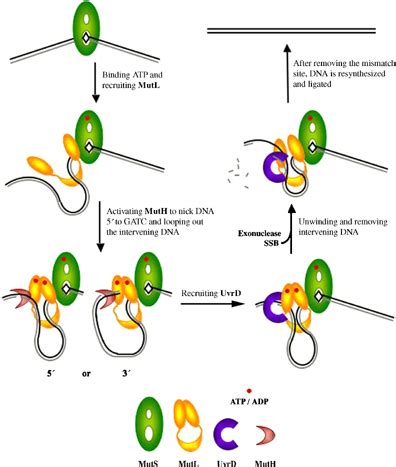 Structure Of The MutL Cterminal Domain A Model Of Intact MutL And Its