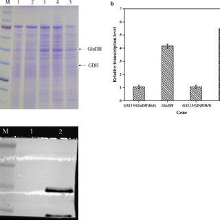 Recombinant Protein Expression A Sds Page Lane M Marker Of Protein