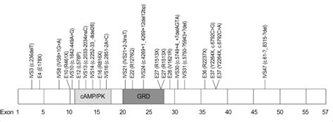 Location of the NF1 gene mutations detected in 22 unrelated Korean NF1 ...