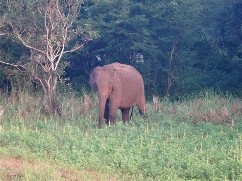 Minneriya Wewa North Central Province Sri Lanka Around Guides