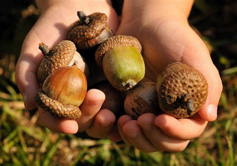 Real Acorns Inside