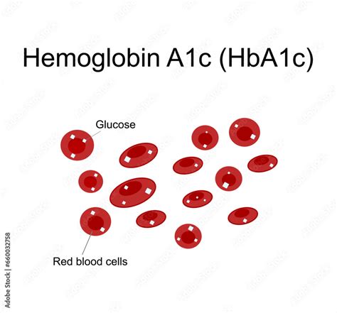 The Picture Represents A Diagram Of Hemoglobin A C Hba C That Shows