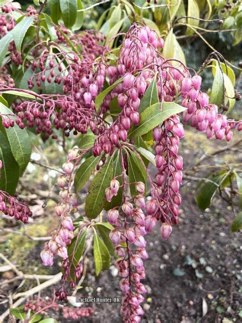 Photo Of The Bloom Of Japanese Andromeda Pieris Japonica Katsura