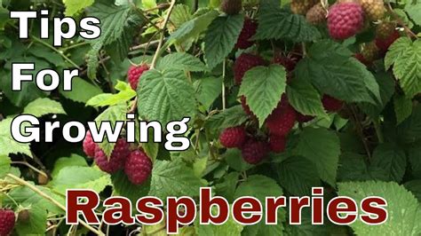 Tips For Growing Raspberries Youtube