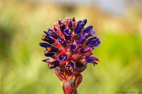 Chagualillo Puya Venusta Cristian Cuevas Barazarte Flickr