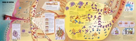 Como funciona o incrível corpo humano Nova edição Richard Walker