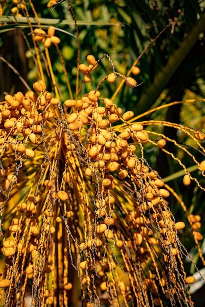 Premium Photo Yellow Fruits Of A Palm Tree Hanging On The Branches