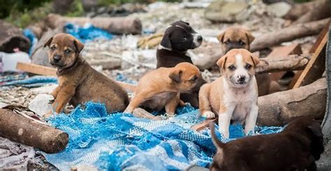 México Encabeza Lista De Abandono De Animales De Compañía El Valle