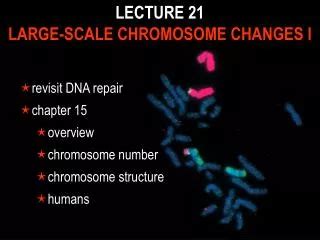 PPT Chapter 16 Variations In Chromosome Structure And Function