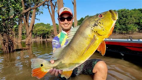 Tucunare Açu no Rio Juma Mostro de peixe Pescaria de Tucunare YouTube