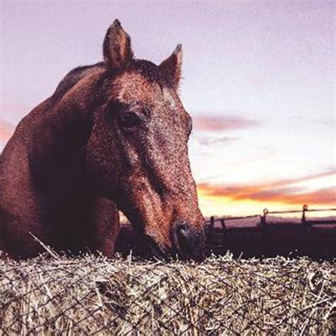 3 String Square Bale Hay Net Teskeys