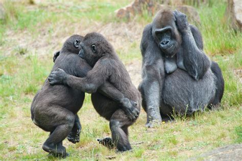 African mountain gorillas develop long-lasting friendships - Earth.com