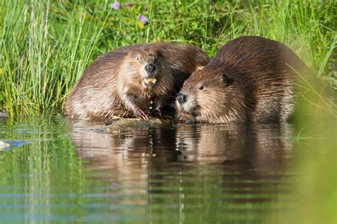 Beaver Symbolism: Unpicking The Spiritual Meaning And Dream Meaning Of ...