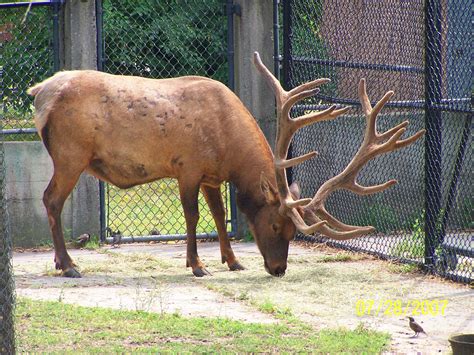 Detroit Zoo, MI