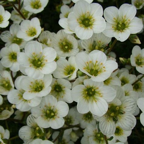 Skalnica Arendsa Adebar Saxifraga Arendsii Albamar