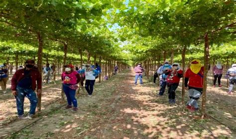 Sunafil M S De Mil Trabajadores Agrarios De Ica Fueron Incorporados