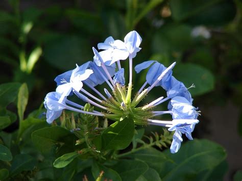 Plumbago auriculata (Cape Leadwort, Cape plumbago) | North Carolina ...