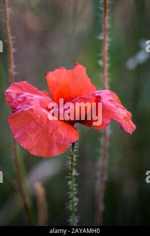 Les noms communs pour les rhoeas de Papaver comprennent le pavot à maïs