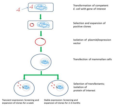 Mammalian Cell Lines